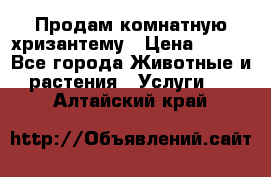 Продам комнатную хризантему › Цена ­ 250 - Все города Животные и растения » Услуги   . Алтайский край